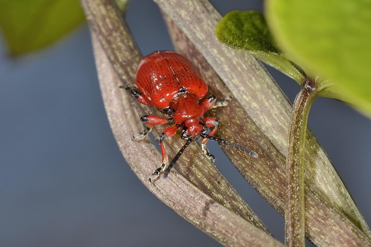 Lilioceris merdigera, Chrysomelidae